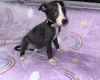 Whippet
