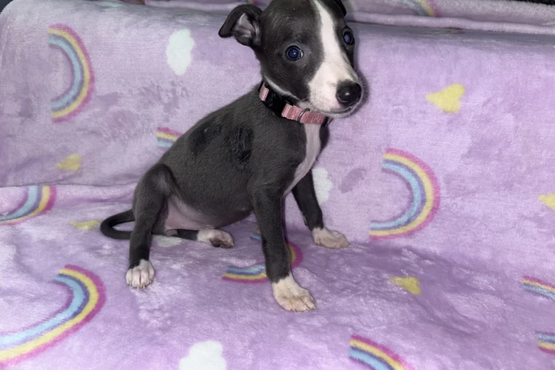 Whippet