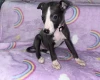 Whippet