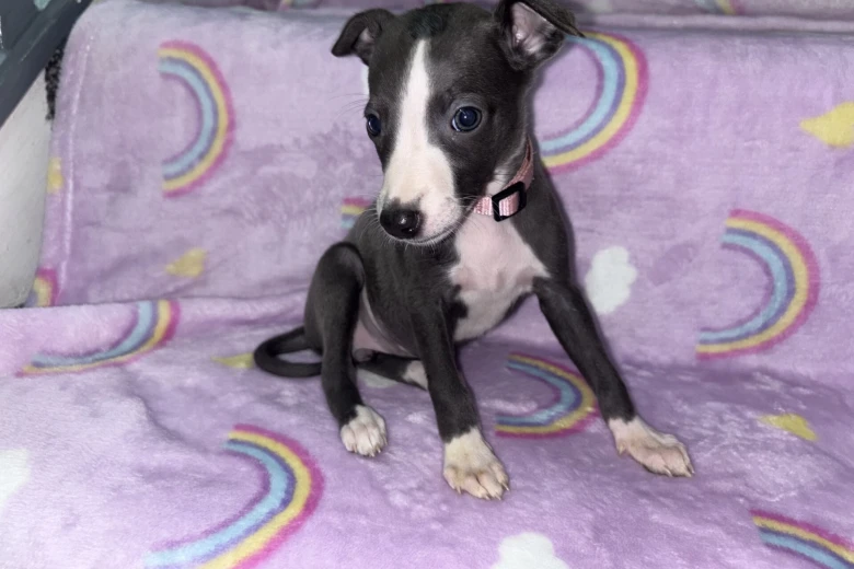 Whippet
