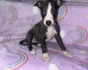 Whippet