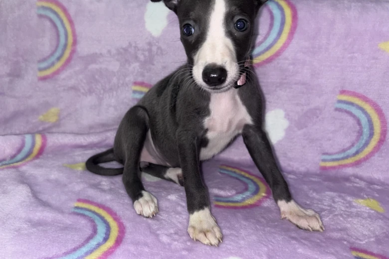Whippet
