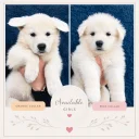 White Swiss Shepherd Dog