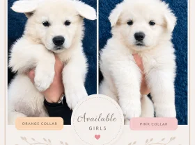 White Swiss Shepherd Dog