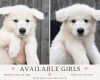 White Swiss Shepherd Dog