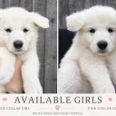 White Swiss Shepherd Dog