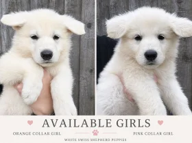 White Swiss Shepherd Dog