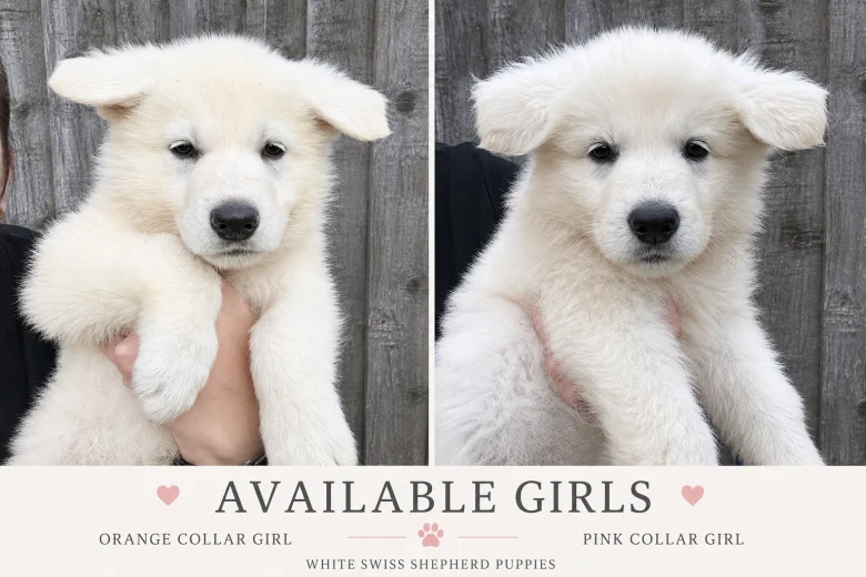 White Swiss Shepherd Dog