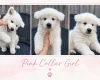 White Swiss Shepherd Dog