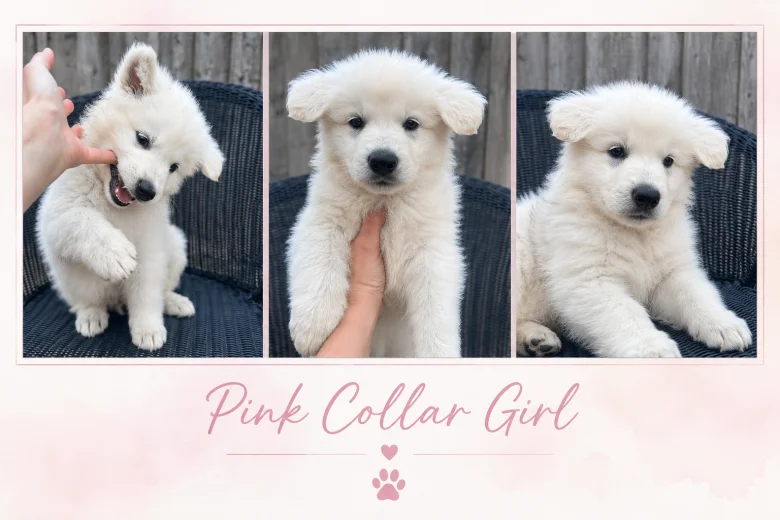 White Swiss Shepherd Dog