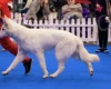 White Swiss Shepherd Dog
