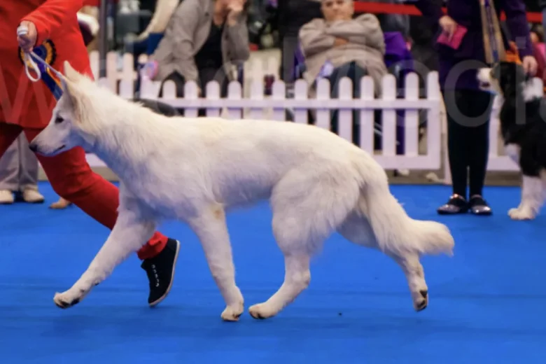 White Swiss Shepherd Dog