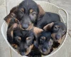 Dachshund (Wire Haired)