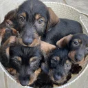 Dachshund (Wire Haired)