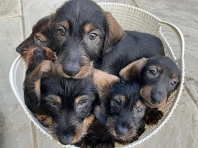 Dachshund (Wire Haired)