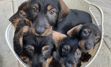 Dachshund (Wire Haired)