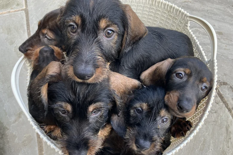 Dachshund (Wire Haired)