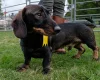 Dachshund (Wire Haired)