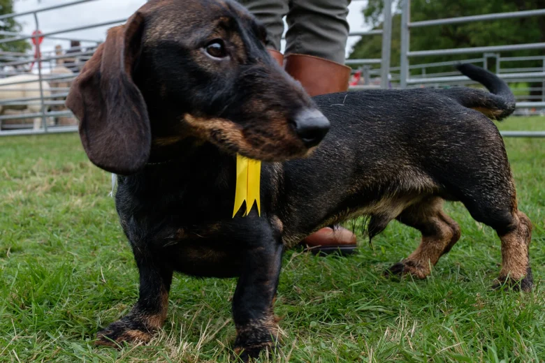 Dachshund (Wire Haired)