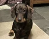 Dachshund (Wire Haired)