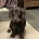 Dachshund (Wire Haired)
