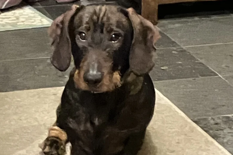 Dachshund (Wire Haired)