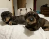 Dachshund (Wire Haired)