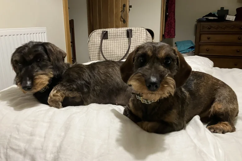 Dachshund (Wire Haired)