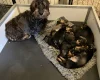 Dachshund (Wire Haired)