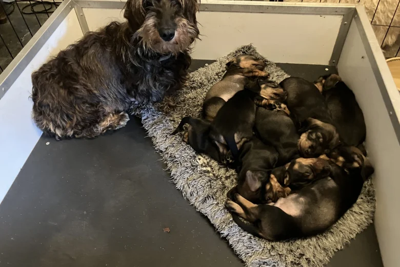 Dachshund (Wire Haired)