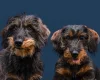 Dachshund (Wire Haired)