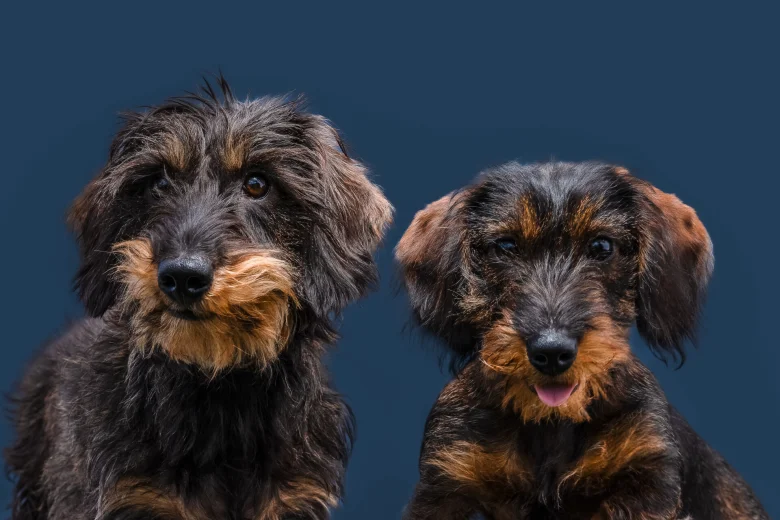 Dachshund (Wire Haired)