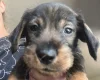 Dachshund (Wire Haired)