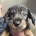 Dachshund (Wire Haired)