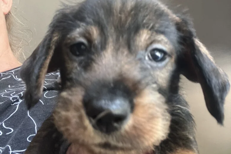 Dachshund (Wire Haired)