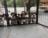 English Springer Spaniel