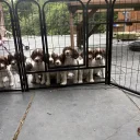 English Springer Spaniel