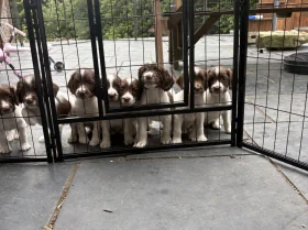 English Springer Spaniel