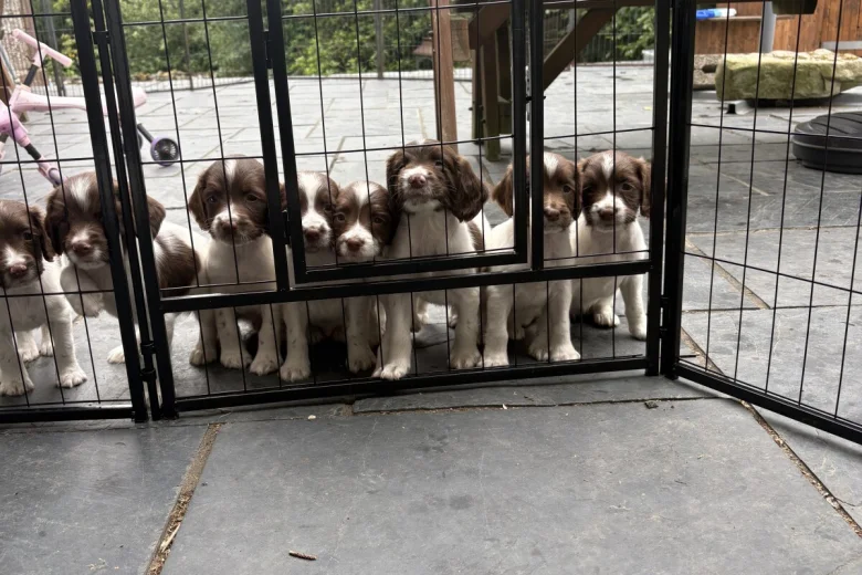English Springer Spaniel