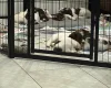 English Springer Spaniel