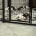 English Springer Spaniel