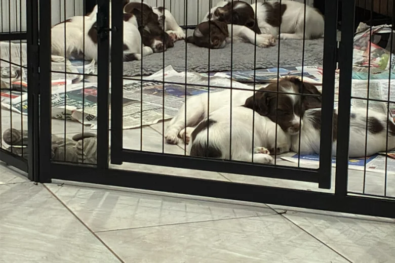 English Springer Spaniel