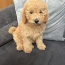 Yorkiepoo