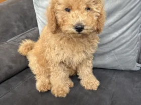 Yorkiepoo