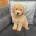 Yorkiepoo