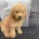 Yorkiepoo