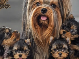 Yorkshire Terrier