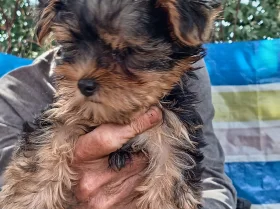 Yorkshire Terrier