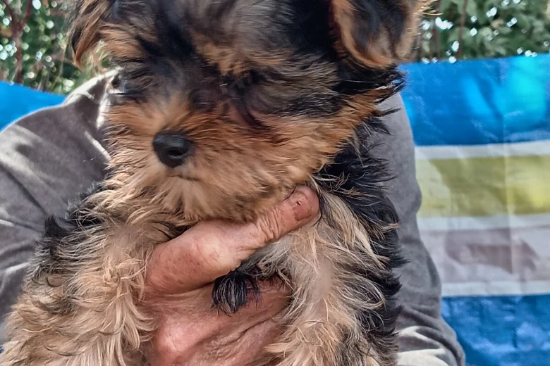 Yorkshire Terrier