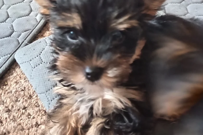 Yorkshire Terrier